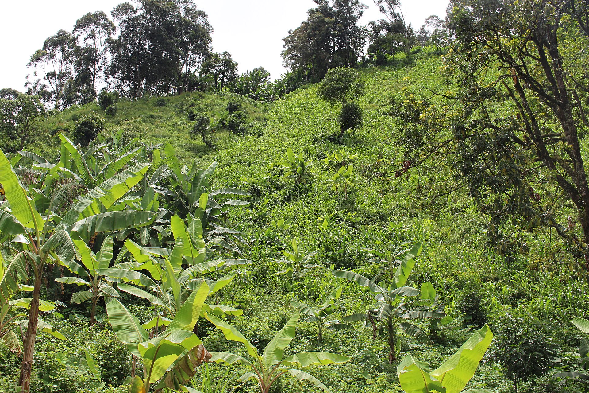 Green farms across the Boyo hills
